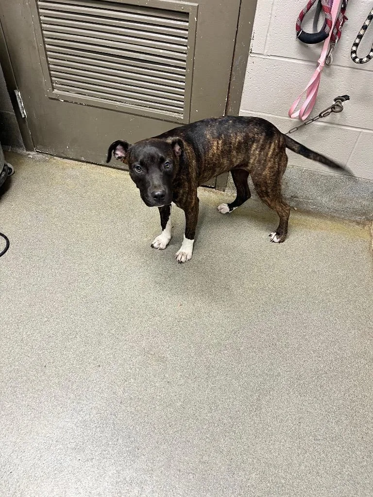 A baby medium-sized female Pit Bull Terrier dog named Hailey for adoption in Hopkinsville, KY