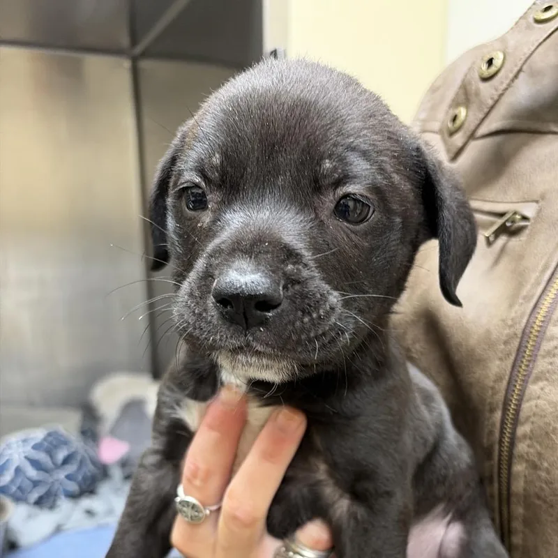 A baby small-sized male Black Labrador Retriever dog named Chewy for adoption in Palestine, TX