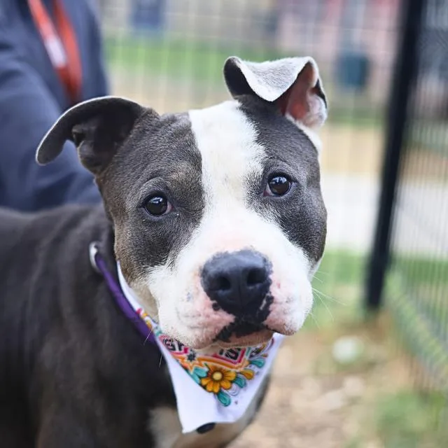 An adult large-sized male American Staffordshire Terrier dog named Zane for adoption in San Antonio, TX