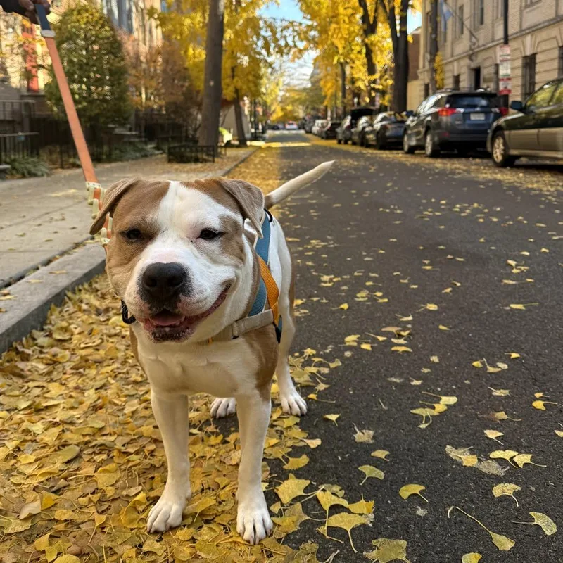 Mistrorocky thumbnail 2