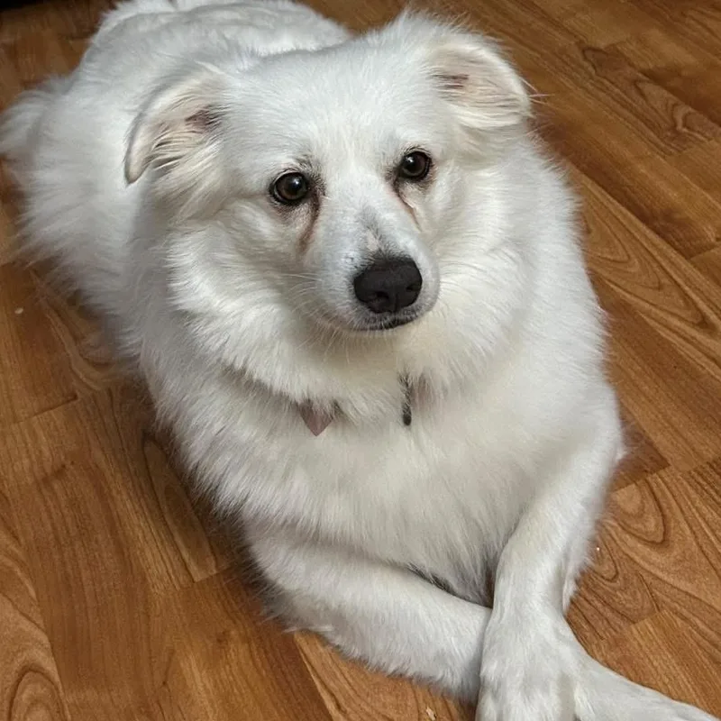 An adult medium-sized female White / Cream American Eskimo Dog dog named Maya for adoption in Brockport, NY