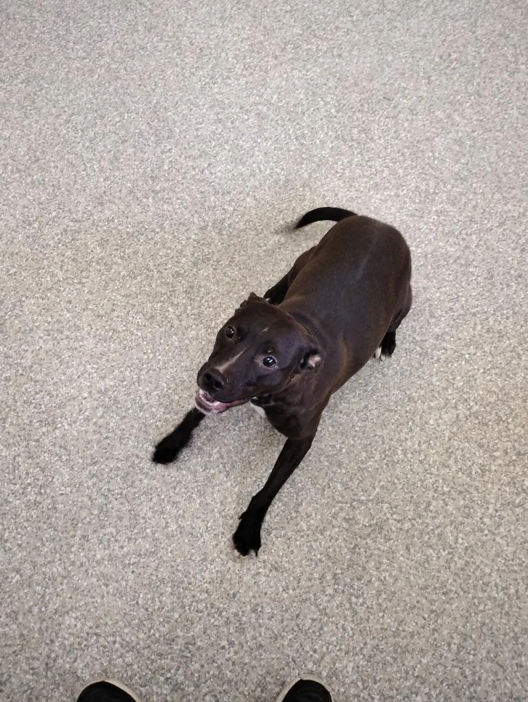 A young medium-sized female Pit Bull Terrier dog named Luna for adoption in Findlay, OH