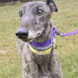 An adult medium-sized female Greyhound dog named Dd Rubicon for adoption in grandville, MI