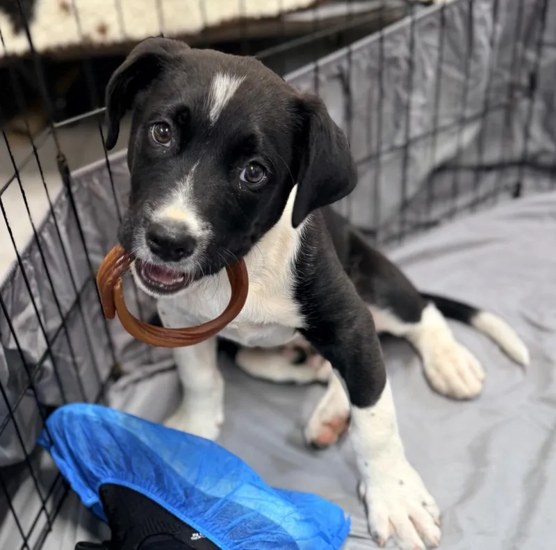 A baby small-sized male Mixed Breed dog named Zoro for adoption in Ellijay, GA