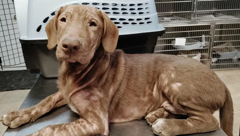 A baby medium-sized male Basset Hound dog named Stanley for adoption in Republic, MO