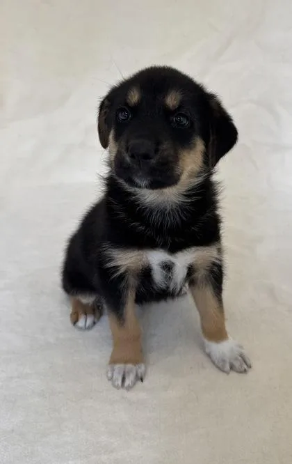A young large-sized female German Shepherd Dog dog named Marigold for adoption in Buffalo, MN