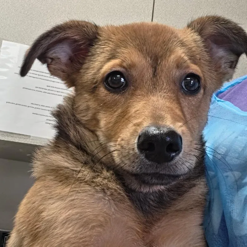 A baby small-sized female Yellow / Tan / Blond / Fawn Hound dog named Ginny Lou for adoption in San Antonio, TX