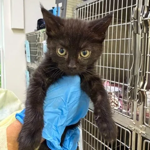 A baby small-sized male Domestic Short Hair cat named Boomer for adoption in Cumming, GA