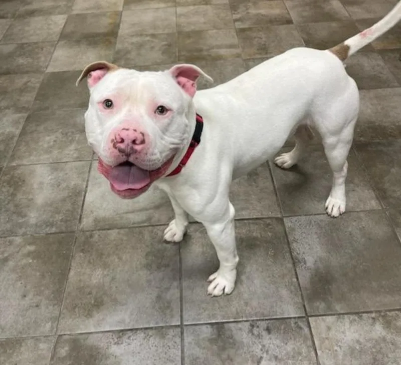 An adult medium-sized male White / Cream Pit Bull Terrier dog named Maverick for adoption in Sewaren, NJ