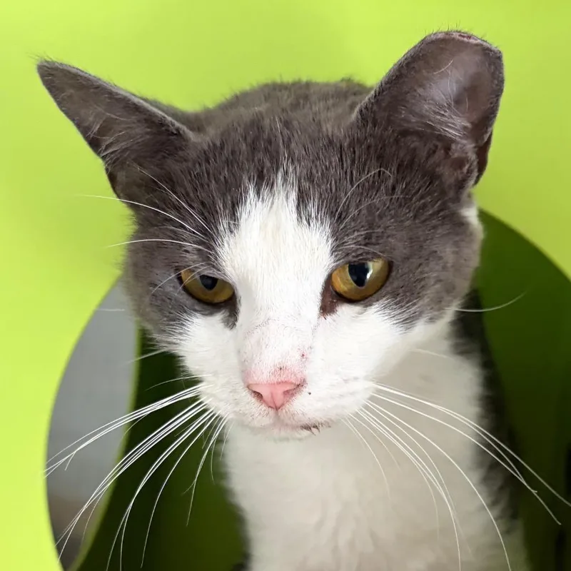An adult medium-sized female White Domestic Short Hair cat named Judge Judith Susan Sheindlin for adoption in Middletown, RI
