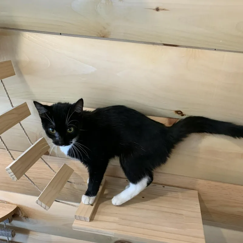 Ding Dong thumbnail 2