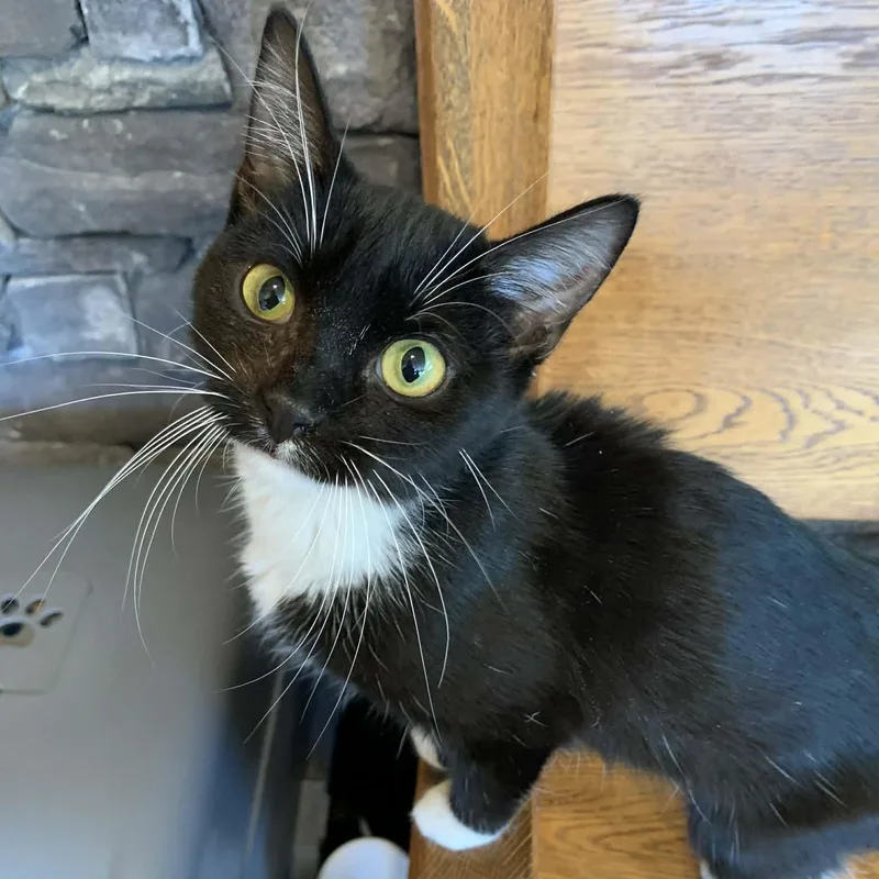 A young small-sized female Black & White / Tuxedo Tuxedo cat named Ding Dong for adoption in Hawley, PA