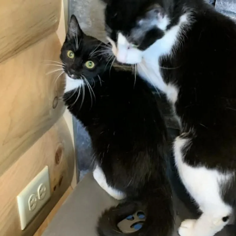 Ding Dong thumbnail 3