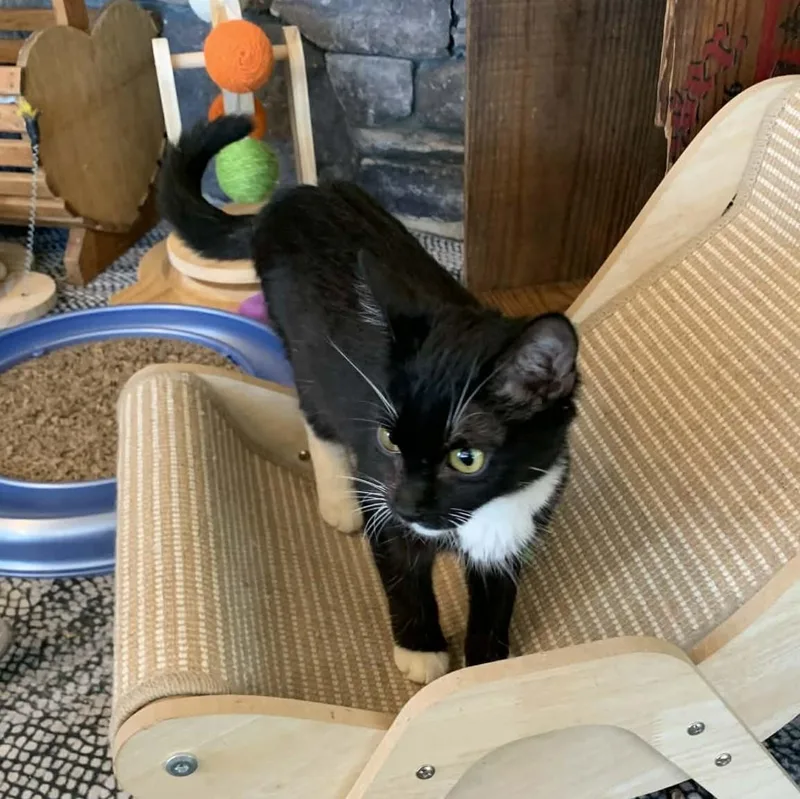 Ding Dong thumbnail 4