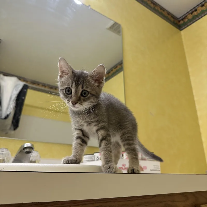 A baby medium-sized female Tabby (Gray / Blue / Silver) Domestic Short Hair cat named Pancake for adoption in Elkton, MD