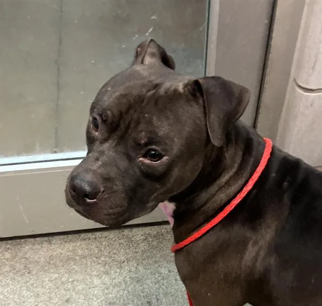 An adult medium-sized male Mixed Breed dog named Stash for adoption in Dallas, TX