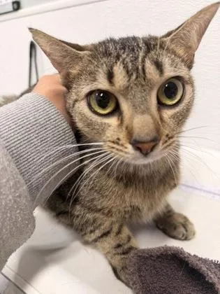 An adult small-sized female Domestic Short Hair cat named Felicia for adoption in West Chester, PA