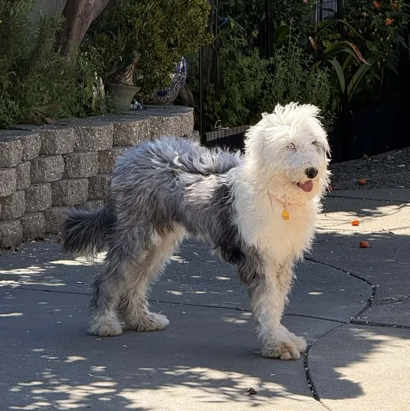 A young medium-sized female Gray / Blue / Silver Old English Sheepdog dog named Rose for adoption in San Francisco, CA