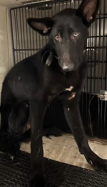 A young medium-sized male German Shepherd Dog dog named Gotham for adoption in Downey, CA