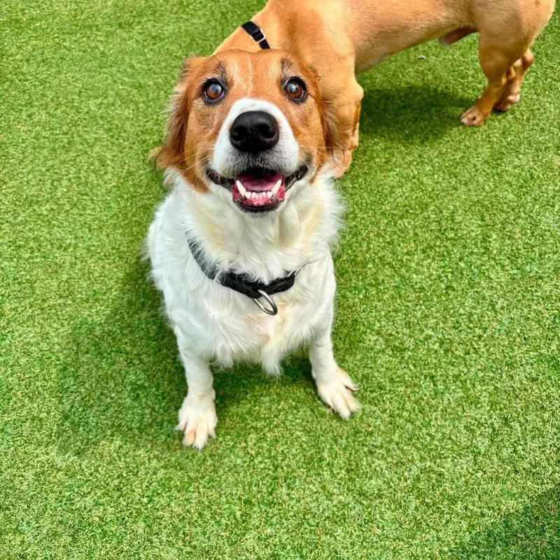 An adult medium-sized female White / Cream Spaniel dog named Sunny for adoption in Dayton, OH