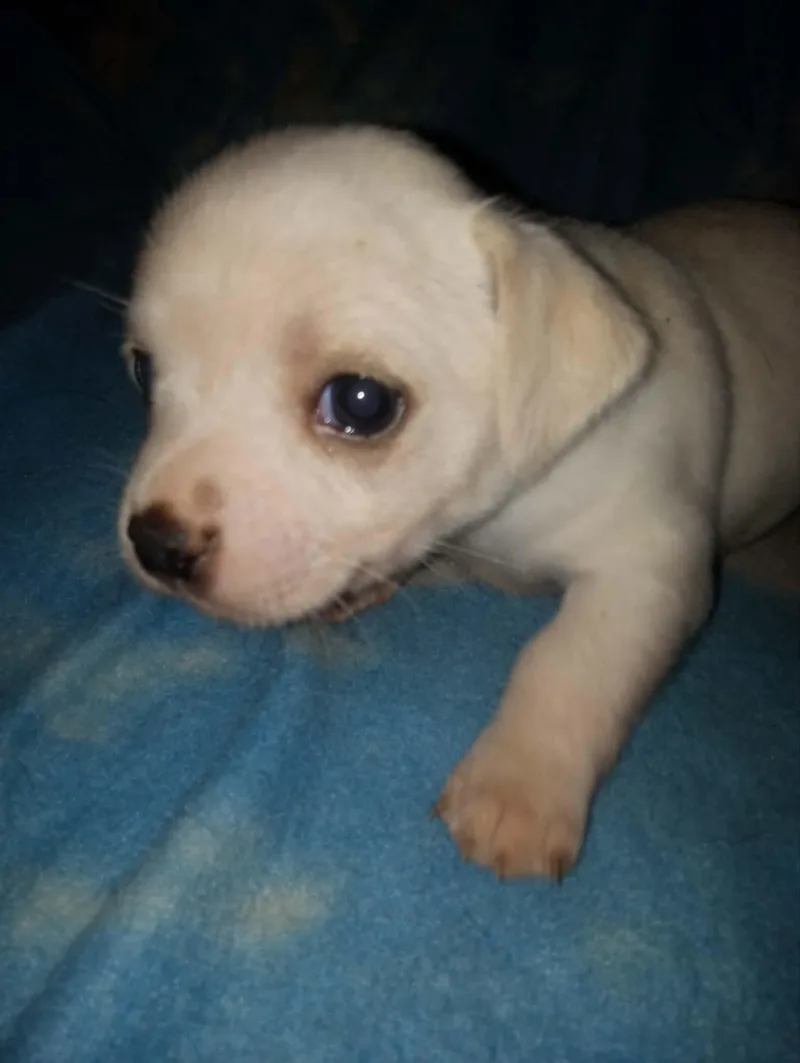 A baby small-sized male Chihuahua dog named Cloud for adoption in Knoxville, TN