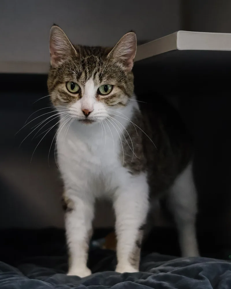 An adult medium-sized female Domestic Short Hair cat named Scarlett for adoption in St. Ignace, MI