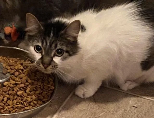 An adult medium-sized female Black & White / Tuxedo Domestic Medium Hair cat named Mila for adoption in Sterling Heights, MI
