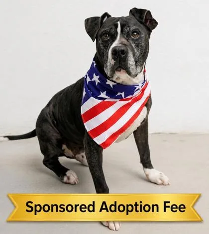 A senior large-sized male Black Mixed Breed dog named Ray for adoption in Hamilton, OH