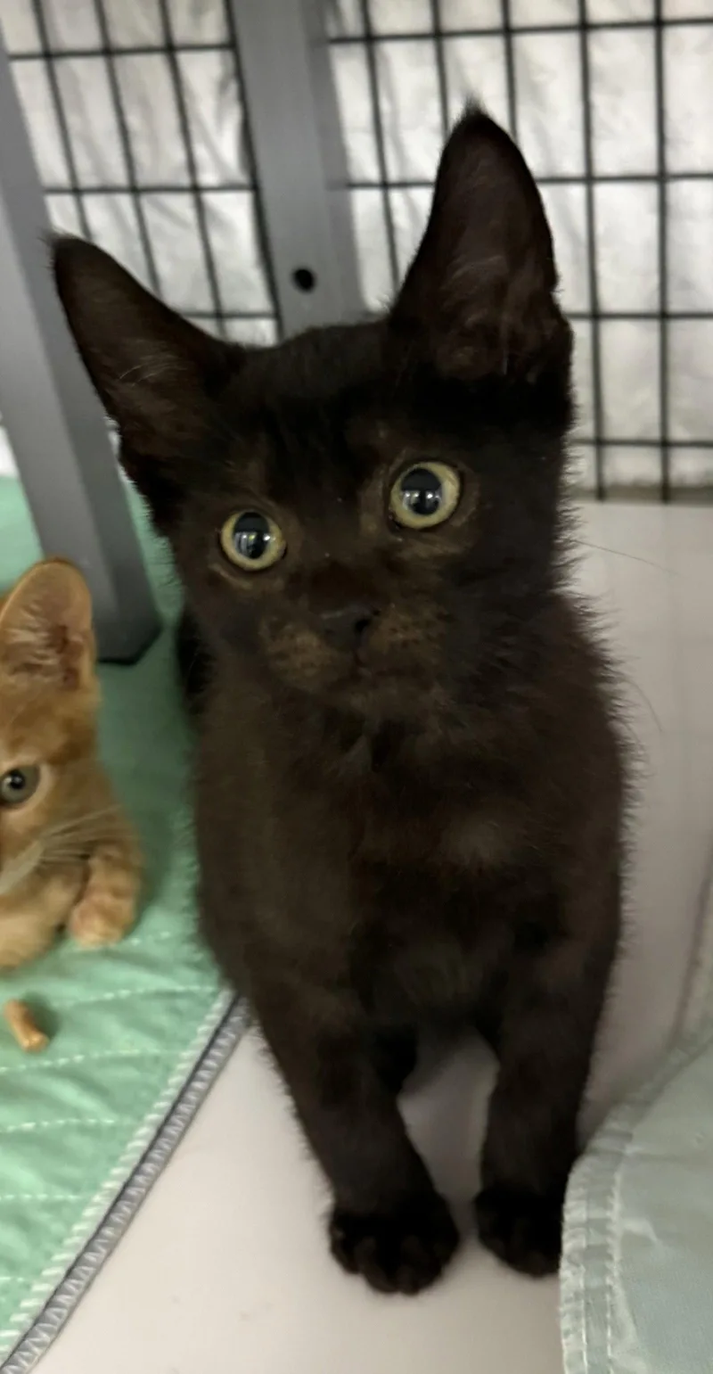 A young medium-sized male Black Domestic Short Hair cat named Gallery for adoption in Satellite Beach, FL