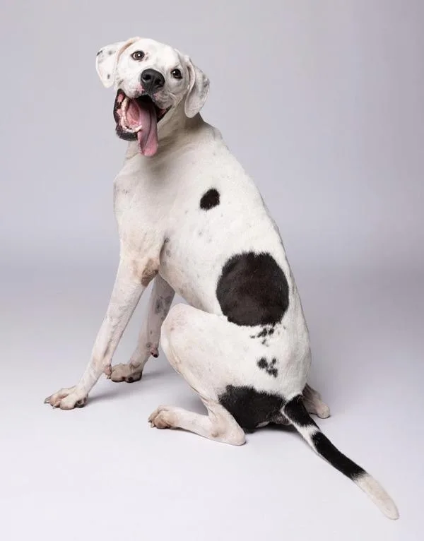 An adult large-sized male Mixed Breed dog named Boomerang for adoption in Austin, TX