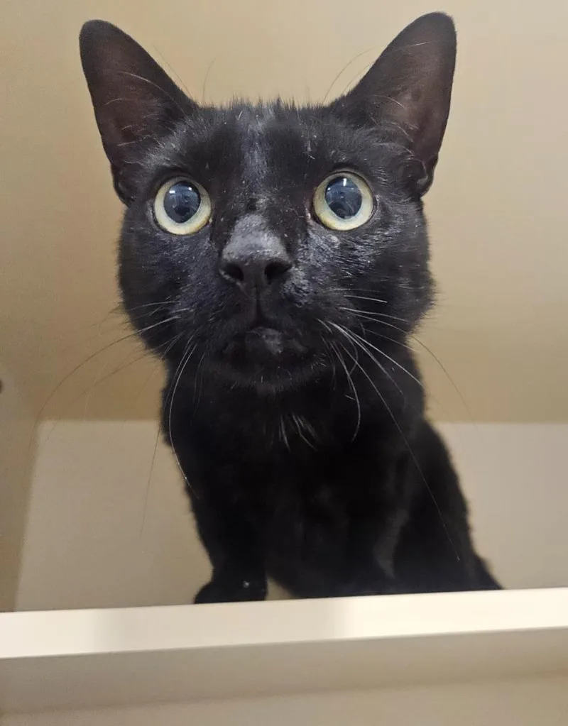 An adult medium-sized male Domestic Short Hair cat named Jude for adoption in Bloomington, IN