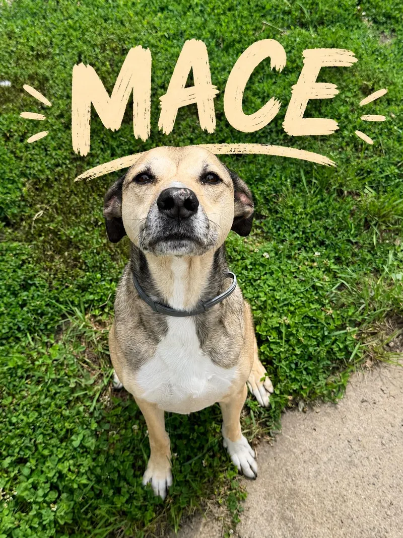 Mace