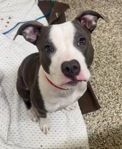 Delilah