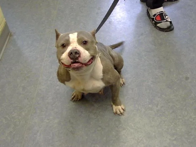 An adult large-sized female American Bulldog dog named Keurig for adoption in Toledo, OH