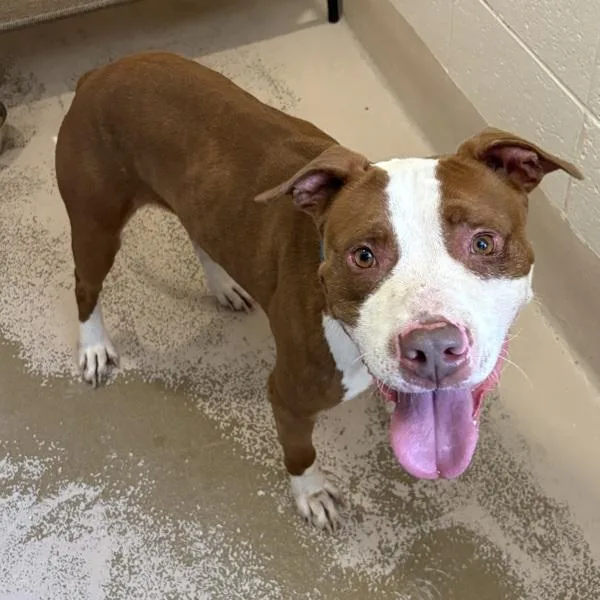 An adult medium-sized male Pit Bull Terrier dog named Pen King for adoption in Lawrenceville, GA