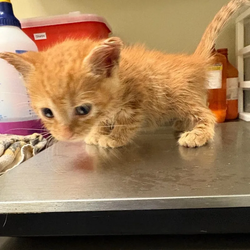 A baby small-sized male Orange / Red Domestic Short Hair cat named Miny for adoption in Columbus, GA