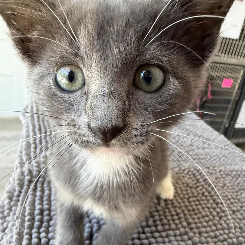A baby small-sized female Gray / Blue / Silver Domestic Short Hair cat named Ella for adoption in Houston, TX