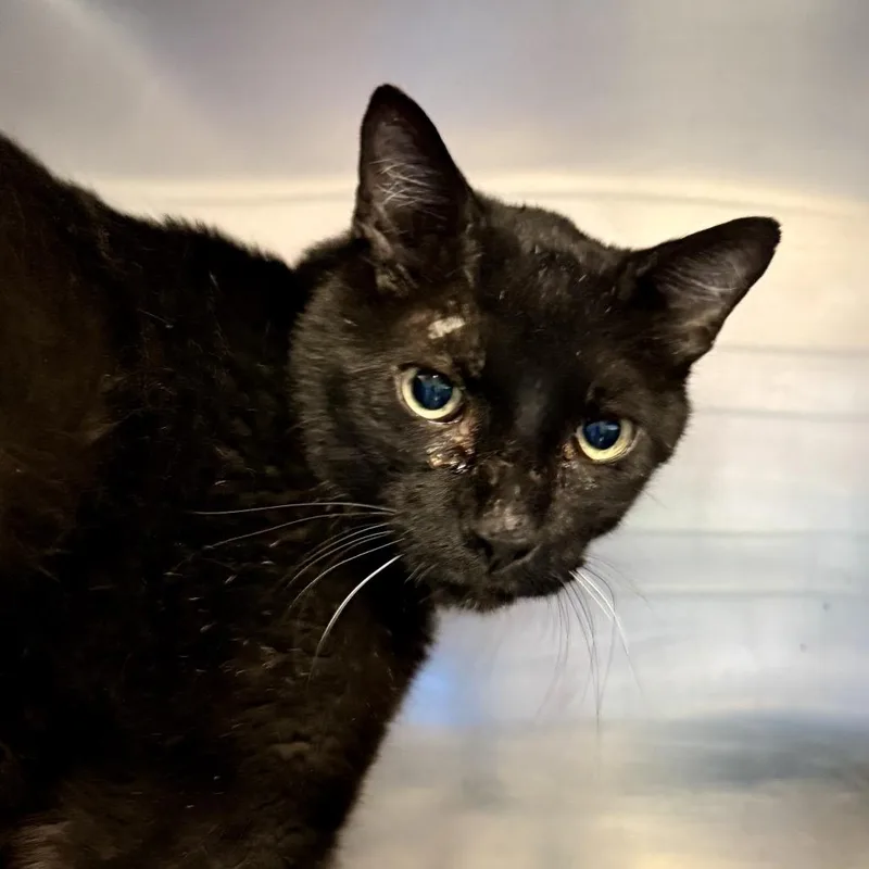 An adult large-sized male Black Domestic Short Hair cat named Binx for adoption in Palm Springs, CA