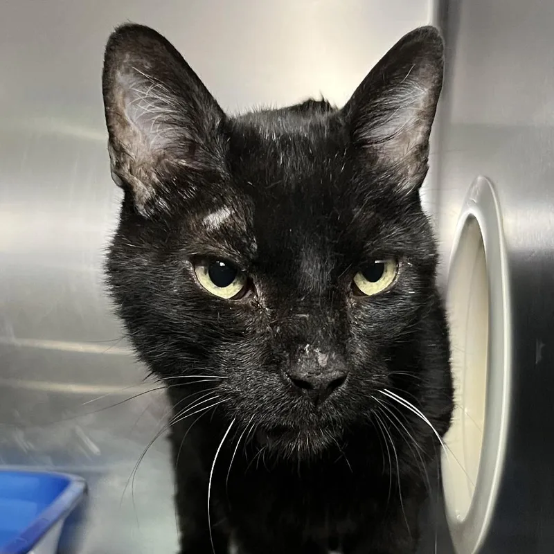 Binx thumbnail 2
