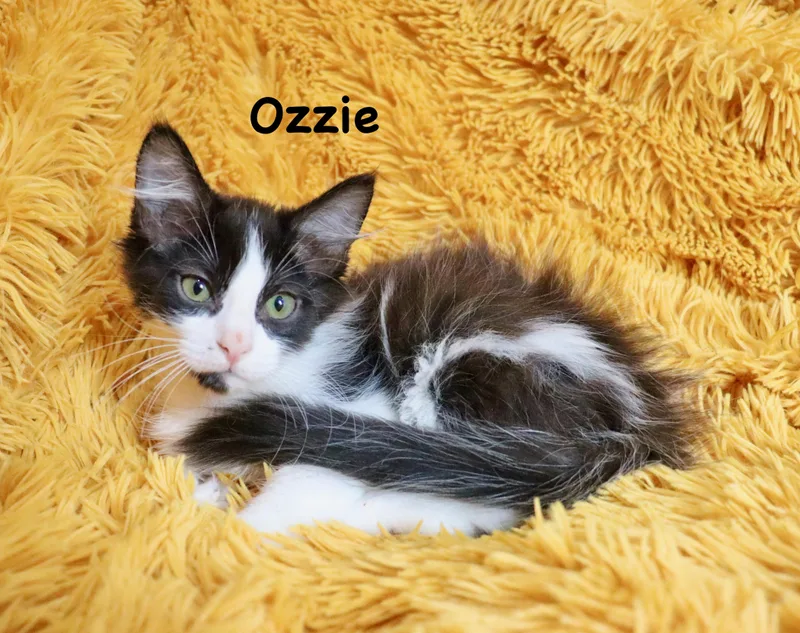 Ozzie thumbnail 2
