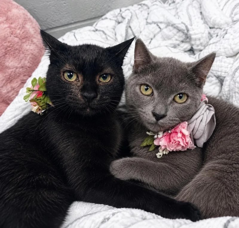 Margarita and Martini