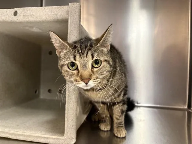 A young small-sized female Domestic Short Hair cat named Gracie for adoption in Thousand Palms, CA