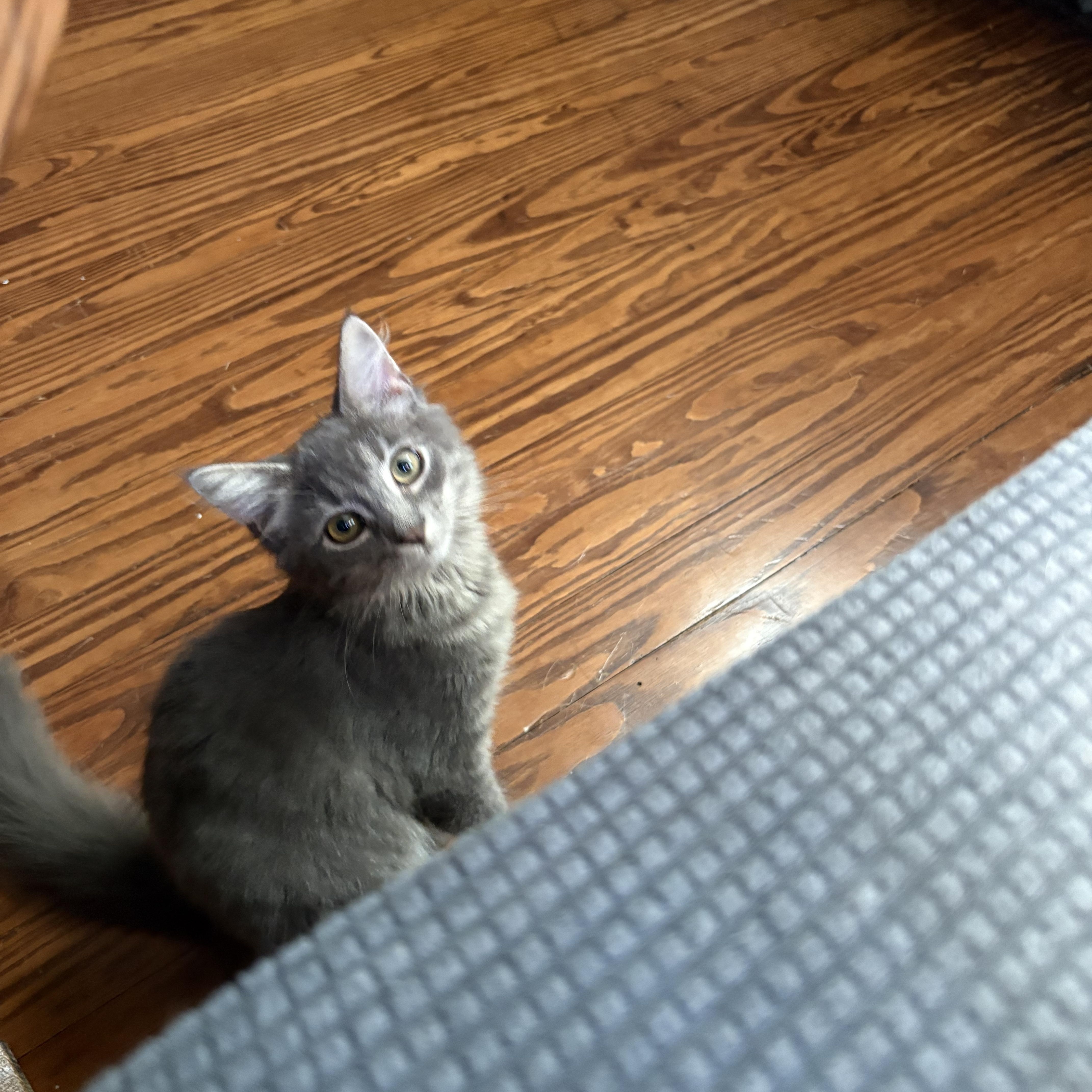 A baby medium-sized female Gray / Blue / Silver Domestic Long Hair cat named Mango for adoption in Sewell, NJ