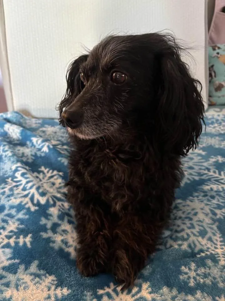 An adult small-sized male Dachshund dog named Teddy for adoption in Los Angeles, CA