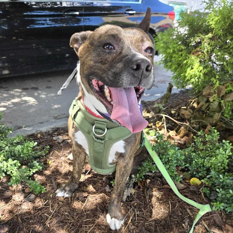 An adult small-sized male Brindle Pit Bull Terrier dog named Tank for adoption in Spruce Pine, NC
