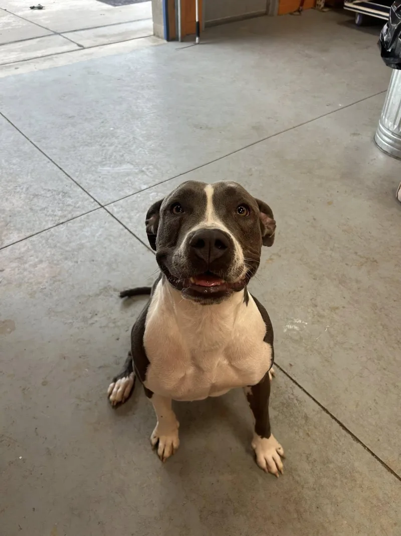 A young medium-sized female White / Cream American Staffordshire Terrier dog named Gordita for adoption in Lincoln Park, MI