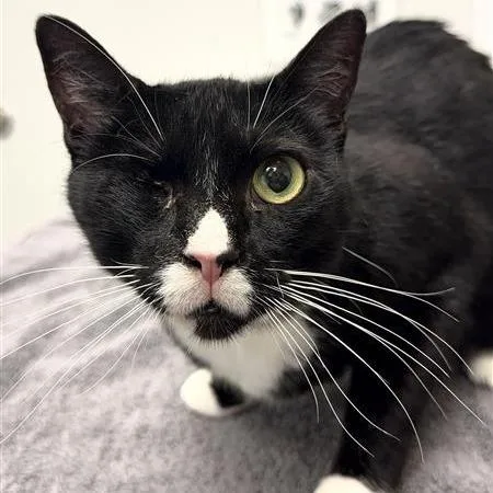 An adult large-sized male Black Domestic Short Hair cat named Ski for adoption in Jacksonville, FL