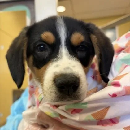 An adult small-sized male Australian Cattle Dog / Blue Heeler dog named Puck for adoption in Merriam, KS