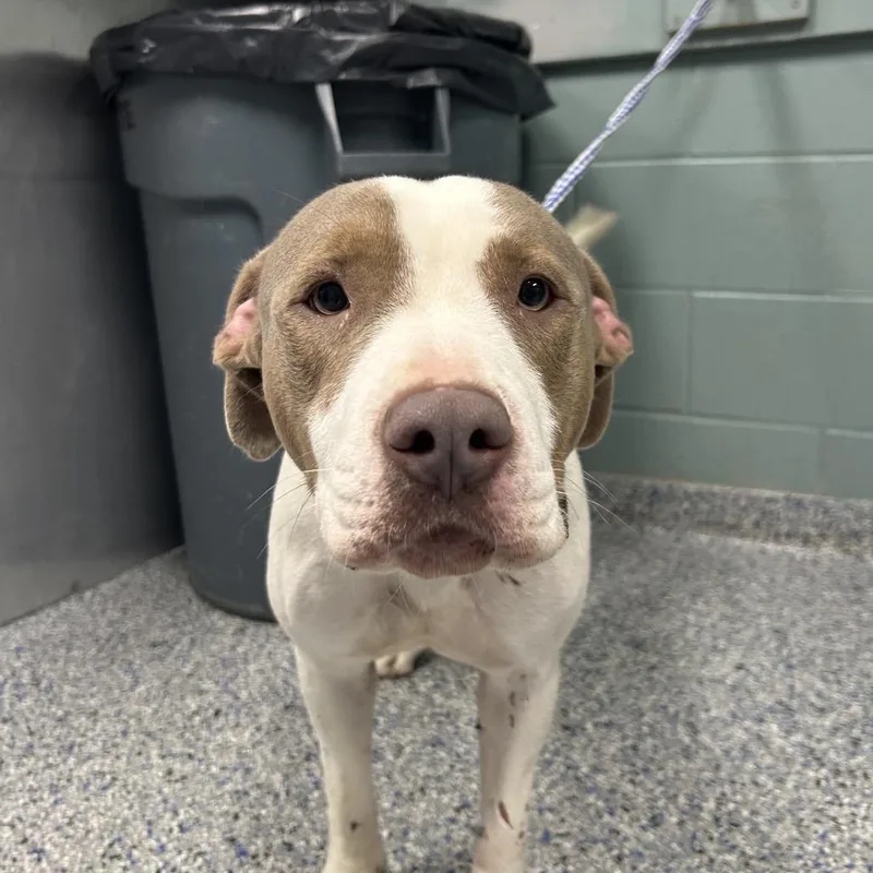 An adult medium-sized female White / Cream American Staffordshire Terrier dog named Peep for adoption in Greenville, SC
