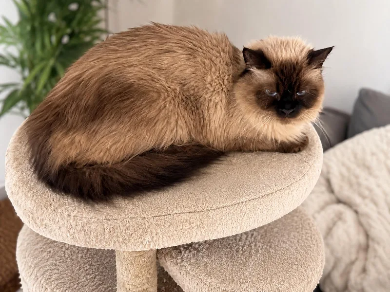 An adult medium-sized female Seal Point Siamese cat named Ophelia for adoption in Old Bridge, NJ